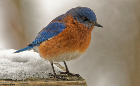 Blue Bird
